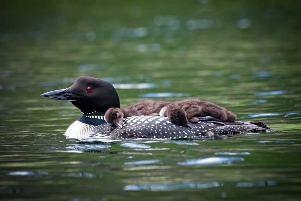 An image of a local Pacific Northwest waterfowl with her ducklings.