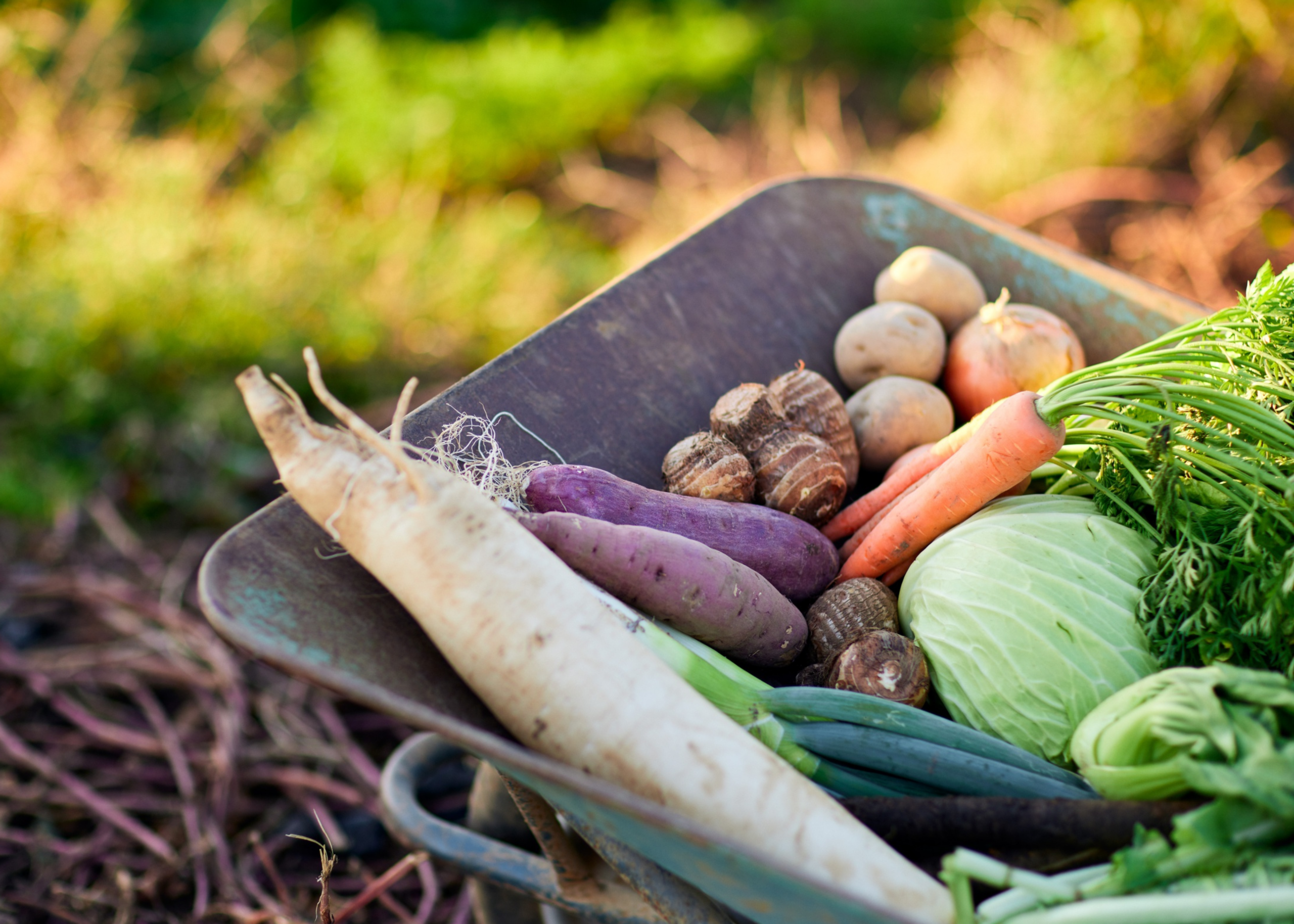 Spokane Valley Community Garden Longest Table — Food & drink in Mission Meadows Community Garden · Spokane Valley