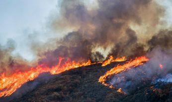 SRLTRG-Elk-Strong-Fire-photo