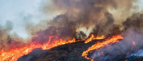 SRLTRG-Elk-Strong-Fire-photo