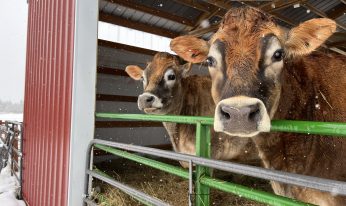 cows