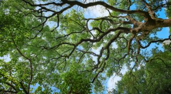 decision tree August 2025 advisor