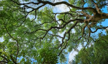 decision tree August 2025 advisor