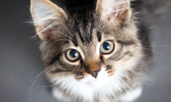 kitten-large-min