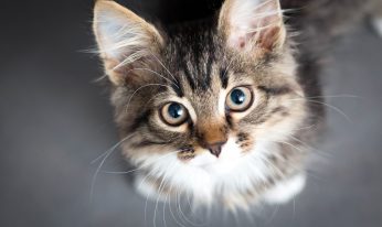 little fluffy kitten on a gray background