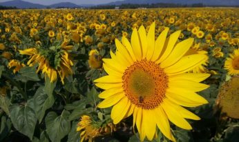 michelle brawner fund sunflower